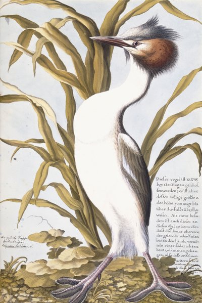 Heron, 1750-1800 de German School