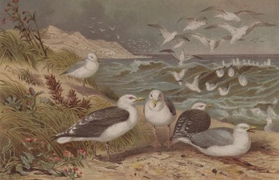 Herring Gull e Great Black-backed Gold, registro de Brehms Tierleben: Allgemeine Kunde des Tierreichs, vol.6, p.108, publicado pelo Bibliographisches Institut, 1892 de German School