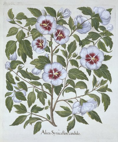 Hibiscus syriacus, de Hortus Eystettensis, de Basil Besler (1561-1629), pub. 1613 (gravura colorida à mão) de German School