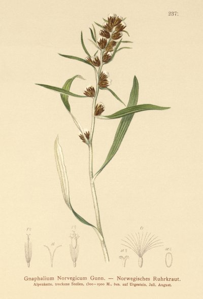 Cudweed das montanhas (Gnaphalium norvegicum) de German School