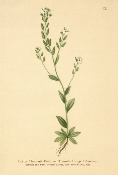 Grama de Whitlow Hoary (Draba Thomasii) de German School