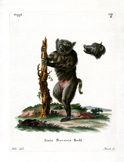 Babuíno com cara de porco (gravura colorida) de German School