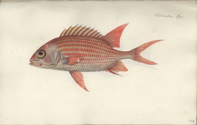 Holocentrus ascensionis, antes de 1790 (wc no papel) de German School