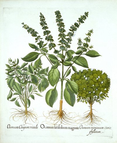 Manjericão Sagrado e Duas Outras Variedades de Manjericão, de "Hortus Eystettensis", de Basil Besler de German School