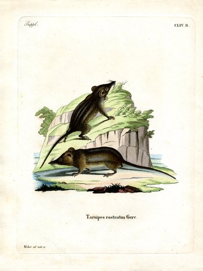 Possum de Mel (gravura colorida) de German School