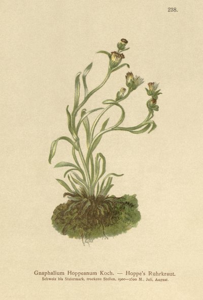 Hoppe Cudweed (Gnaphalium Hoppeanum, Omalotheca hoppeana) de German School