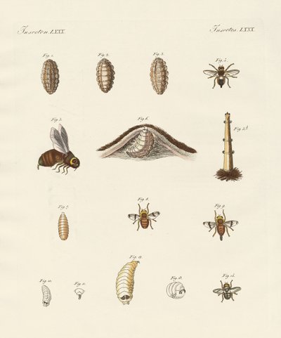 Mosca cavalo com suas larvas (gravura colorida) de German School