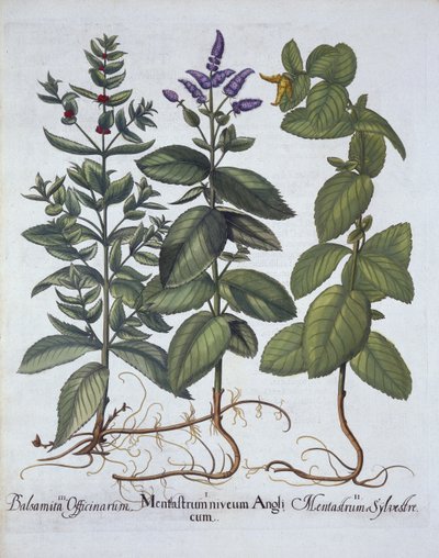 Horsemint e Spearmint, de Hortus Eystettensis, por Basil Besler (1561-1629), pub. 1613 (gravura colorida à mão) de German School