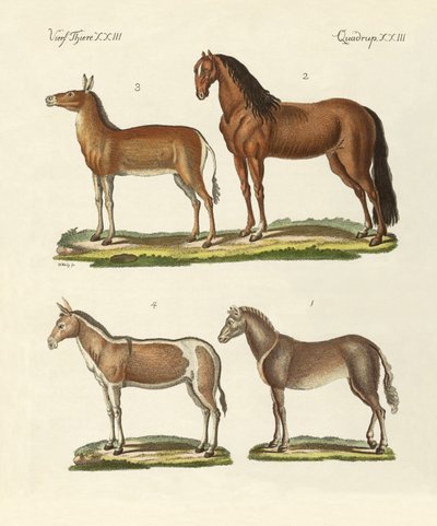 Cavalos e burros de German School