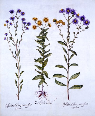 HorseweedButterweedFleabane e European Michaelmas Daisies, de Hortus Eystettensis, de Basil Besler (1561-1629), pub. 1613 (gravura colorida à mão) de German School
