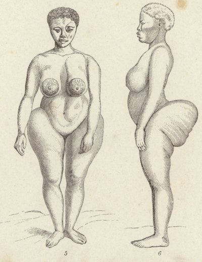 Hottentot Venus (gravura) de German School