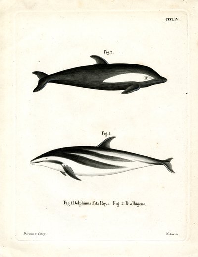 Golfinho Ampulheta (gravura colorida) de German School