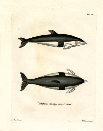 Golfinho Ampulheta (gravura colorida) de German School