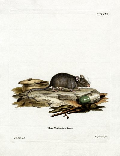 House Mouse (gravação a cores) de German School