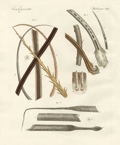 Pêlos humanos e animais de German School
