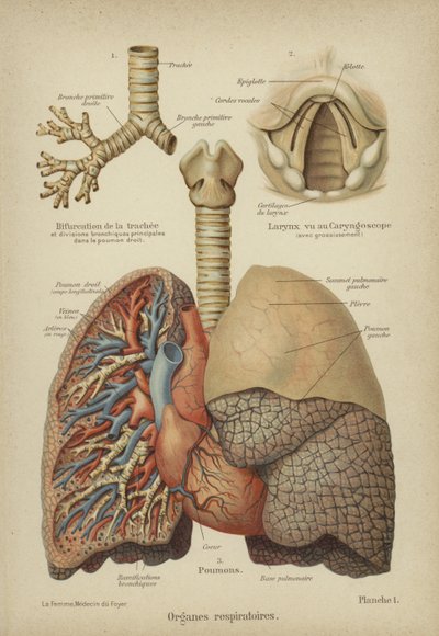 Órgãos respiratórios humanos de German School