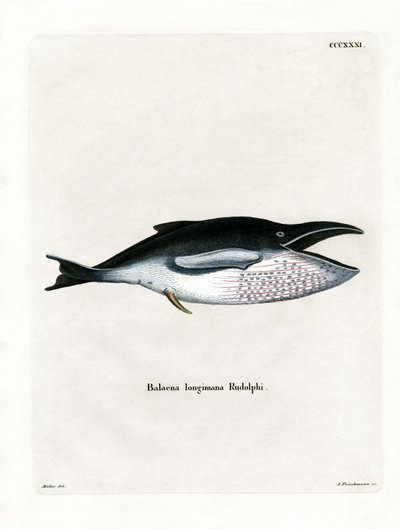 Baleia Jubarte (gravura colorida) de German School