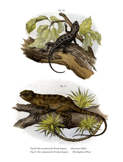 Iguana (cor litho) de German School