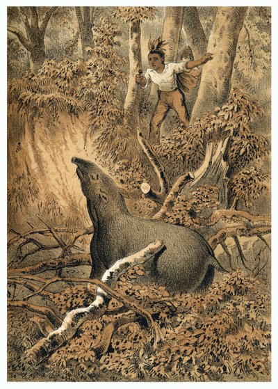 Ilustração, anta de caça indígena na floresta amazônica. Em "De Bootslieden der Amazon-River", Karl Muller, Holanda de German School