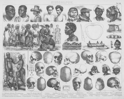 Ilustração para o Bilder-Atlas: Raças e caveiras (gravura) de German School