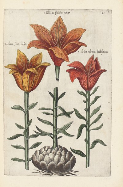 Ilustração de "selecionado ... lidando com uma variedade de flores e outras plantas como índice de vida traçou duas das quatro línguas organizadas" por Emanuel Sweert, 1612-14 de German School
