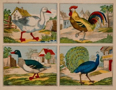 Ilustração mostrando um pato, ganso, pavão e galo, Neuruppiner Bilderbogen de German School