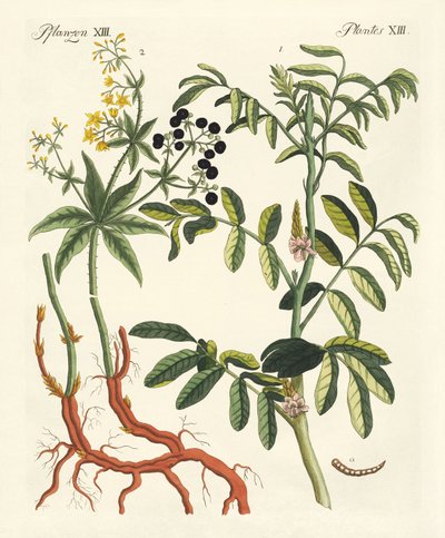 Plantas de corantes importantes de German School
