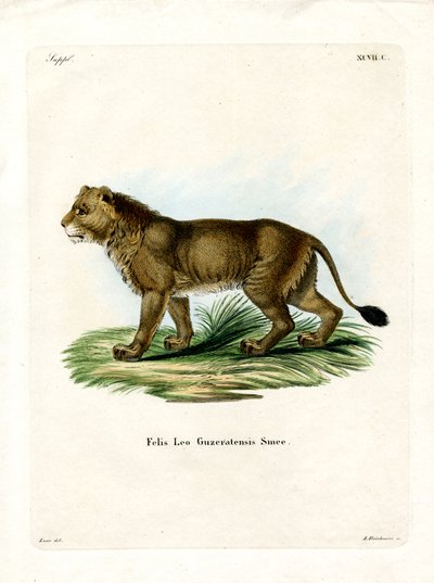 Leão indiano (gravura colorida) de German School