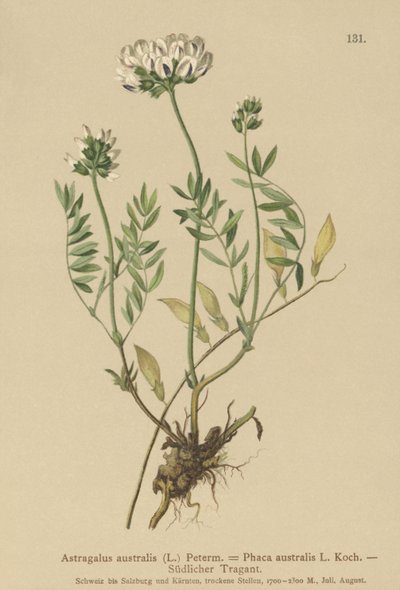 Milkvetch indiano (Astragalus australis, astrágalo aboriginum, Phaca australis) de German School