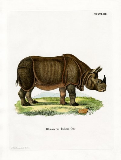 Rinoceronte indiano (gravura colorida) de German School