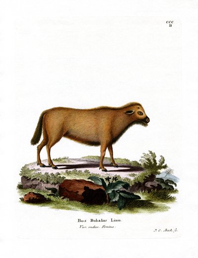 Búfalo de água da Índia (gravura colorida) de German School
