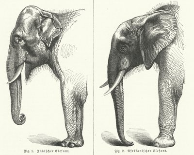 Elefantes indianos e africanos (gravura) de German School