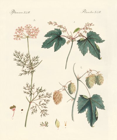 Plantas de especiarias indígenas de German School