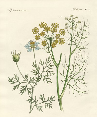 Plantas de especiarias indígenas de German School