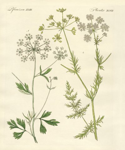Plantas de especiarias indígenas de German School