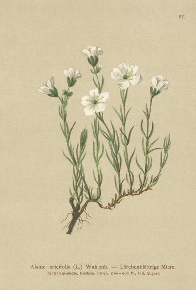 Areia-da-areia alpina (Alsine laricifolia, Minuartia laricifolia, Arenaria laricifolia) de German School