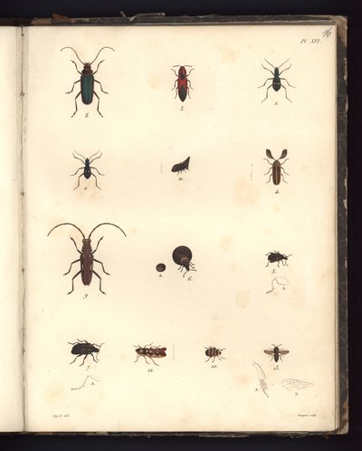 Insecta, Pl. XVI, ilustração do Compêndio de Observações de Zoologia e Anatomia Comparada, feita na Região Atlântica, no interior do Novo Continente e no Mar do Sul durante os anos 179 de German School