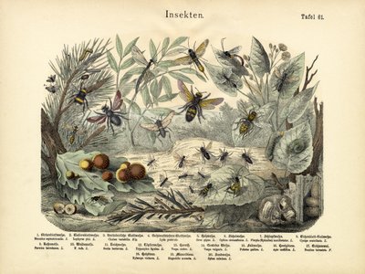 Insetos, c.1860 de German School