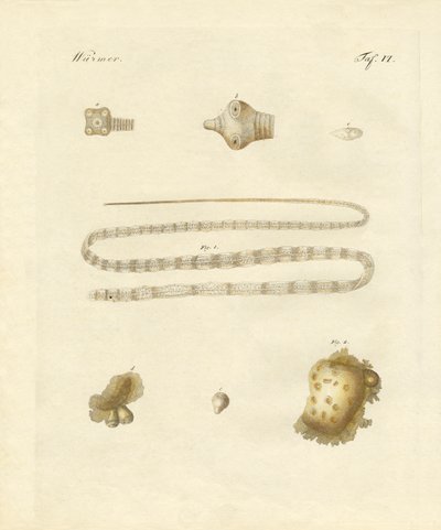 Vermes intestinais (gravura colorida) de German School