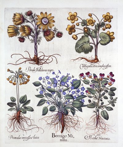 Ipheion Rolf Fiedler Primavera Starflower, Marigold Marsh, Pseudo Helleborus, Viola Tricolor e Cowslip, de Hortus Eystettensis, por Basil Besler (1561-1629), pub. 1613 (gravura colorida à mão) de German School