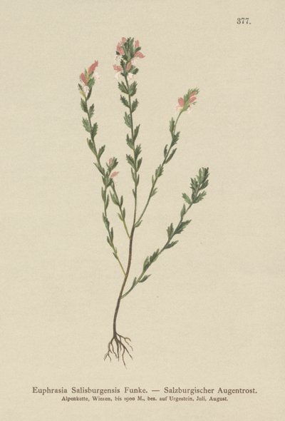 Eyebright irlandês (Euphrasia Salisburgensis) de German School