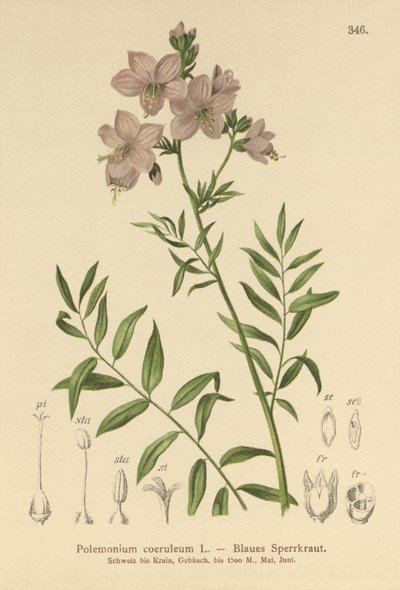 Jacobs Ladder (céu alta azul azul de altura) de German School