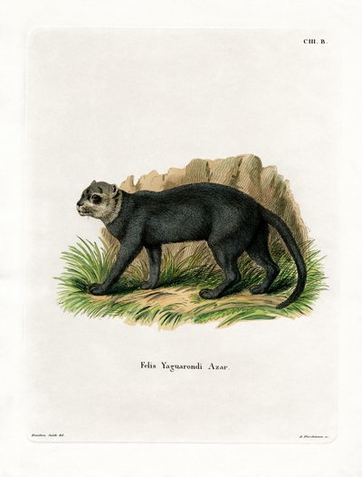 Jaguarundi (gravura colorida) de German School