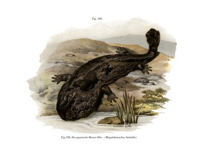 Salamandra gigante japonesa (cor litho) de German School