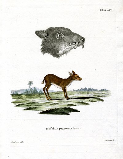 Java Mouse-Deer (gravação a cores) de German School