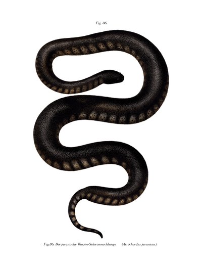 Javan File Snake (cor litho) de German School