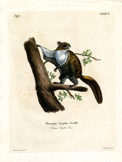 Javan Flying Squirrel (gravura colorida) de German School
