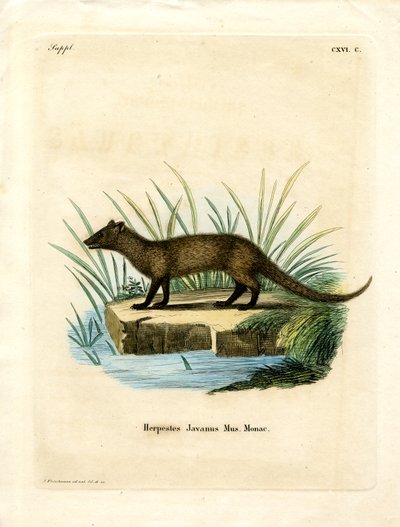 Javan Mongoose (gravação a cores) de German School
