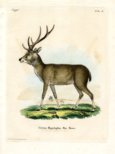 Javan Rusa (gravura colorida) de German School