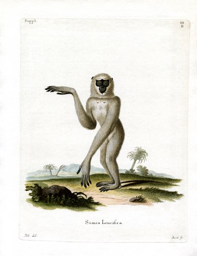 Javan Silvery Gibbon (gravura colorida) de German School